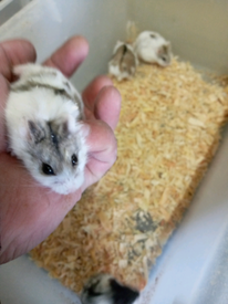 grey dwarf hamster for sale